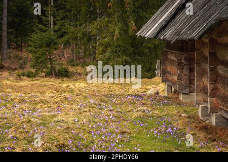 Petits bâtiments traditionnels en bois dans la vallée de Chocholowska, parc national de Tatra, Pologne. Début du printemps, champ de fleurs de crocus pourpre. Épicéa pour Banque D'Images