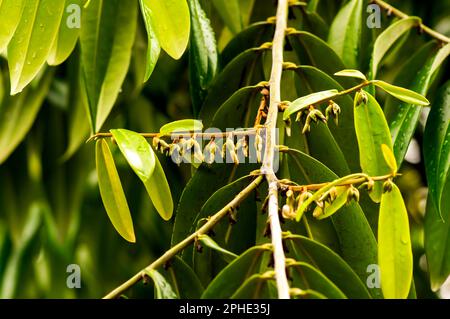 Bois foncé indonésien, feuilles et fleurs vertes ébène (Diospyros celebica) Banque D'Images