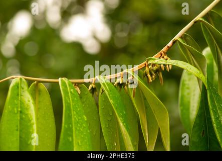 Bois foncé indonésien, feuilles et fleurs vertes ébène (Diospyros celebica) Banque D'Images