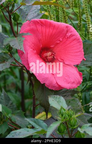 Hibiscus moscheutos Tangri, plante de la planète Griotte, vivace, grandes fleurs rose foncé Banque D'Images