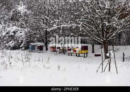 Ruches en hiver couvertes de neige profonde Banque D'Images