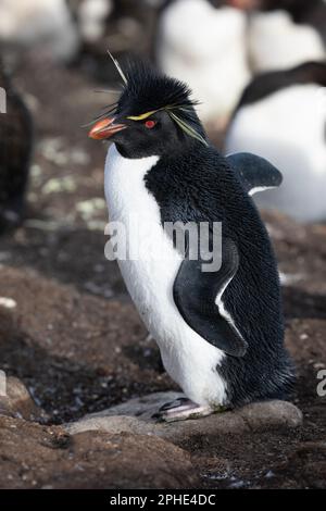 Un penquin de roche du Sud, Eudyptes Chrysocome, à l'île de Saunders, dans les îles Falkland. Banque D'Images