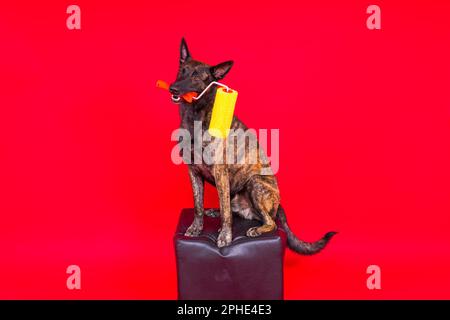 Chien berger hollandais jouant avec un rouleau de peinture dans la salle rouge. Concept de rénovation Banque D'Images