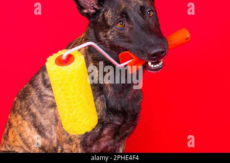 Chien berger hollandais jouant avec un rouleau de peinture dans la salle rouge. Concept de rénovation Banque D'Images