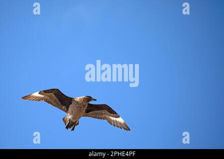 Une Skua brune, Stercorarius antarcticus, survolant l'île de Saunders, qui fait partie des îles Falkland. Banque D'Images