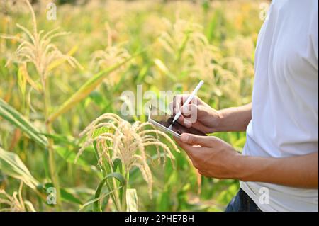 Image rognée d'un agriculteur ou propriétaire d'une ferme d'âge asiatique utilisant sa tablette numérique pour son système agricole intelligent, en inspectant la qualité de son maïs avant harv Banque D'Images