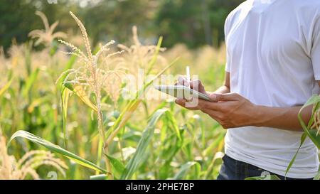 Image rognée d'un agriculteur ou propriétaire d'une ferme d'âge asiatique utilisant sa tablette numérique pour son système agricole intelligent, travaillant dans le champ de maïs. Banque D'Images