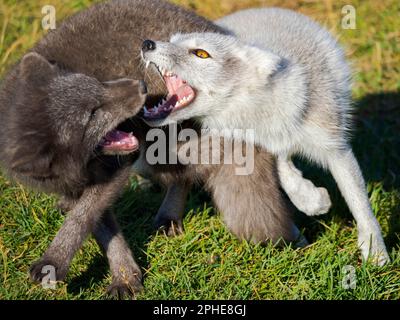 Lutte pour la domination. Le jeune renard arctique (renard blanc, renard polaire, renard neigeux, Vulpes lagopus), dans une enceinte pour les renards arctiques orphelins des Melrakkas Banque D'Images