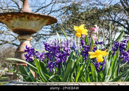 La jacinthe et les tulipes vives ajoutent une photo de couleur de bienvenue au début du printemps près de la fontaine sicilienne du parc Devonport à Plymouth. Le vert multiple Banque D'Images