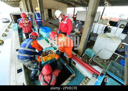 SUZHOU, CHINE - le 28 MARS 2023 - les travailleurs des quais trient les pétoncles vivants et les pétoncles arctiques importés de Hokkaido, au Japon, à la plate-forme de déchargement du T. Banque D'Images