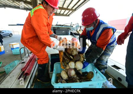 SUZHOU, CHINE - le 28 MARS 2023 - les travailleurs des quais trient les pétoncles vivants et les pétoncles arctiques importés de Hokkaido, au Japon, à la plate-forme de déchargement du T. Banque D'Images