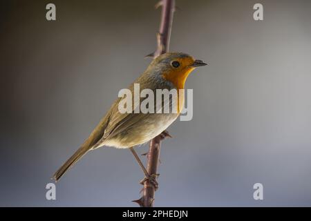 Gros plan sur le côté d'un petit oiseau de type robin assis sur une branche d'arbre sans feuilles sur un arrière-plan flou Banque D'Images