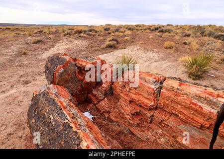 Parc national de la forêt pétrifiée, site d'attraction naturel avec de nombreux troncs d'arbres pétrifiés et fossiles, en Arizona, aux États-Unis. Banque D'Images