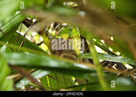 Plein corps d'un tarsier assis un peu caché entre les feuilles, ses grands yeux regardant directement dans l'appareil photo. Banque D'Images
