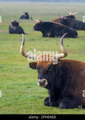 Heck Cattle (Bos primigenius taurus), une tentative contestée de reproduire les Aurochs éteints à partir de bovins domestiques. Parc animalier (Hortobagy Vadaspark) o Banque D'Images