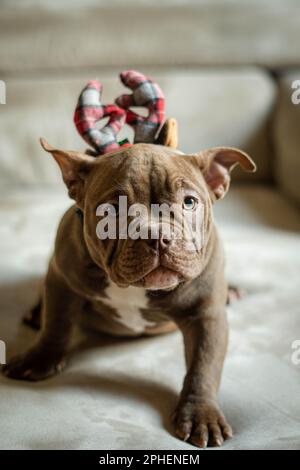 Gros plan vertical d'un adorable Bulldog français marron avec un accessoire de Noël Banque D'Images