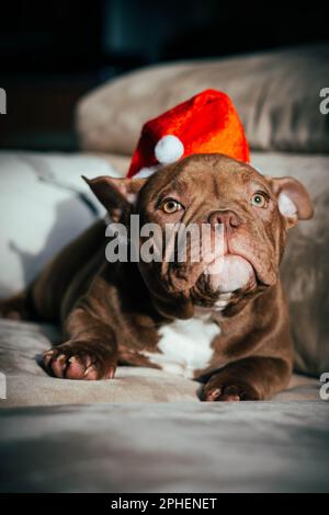 Gros plan vertical d'un adorable Bulldog français marron avec un accessoire de Noël Banque D'Images