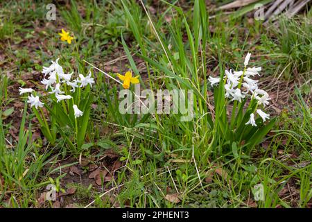 Des gouttes de neige blanches et des jonquilles jaunes simples comme messager pour le printemps dans un pré Banque D'Images