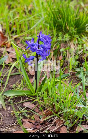 Une jacinthe commune pourpre frappante au printemps isolée devant l'herbe verte sur le bord de la route Banque D'Images