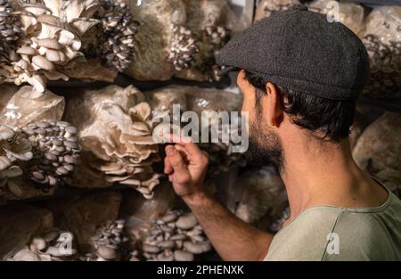 Vue arrière de l'agriculteur touchant les champignons d'huîtres contre la serre de champignons. Banque D'Images