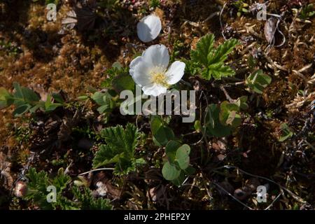 Le buttercup du glacier fleurit à environ 1100 mètres au-dessus du niveau de la mer sur Dovrefjell, dans le centre de la Norvège. Banque D'Images