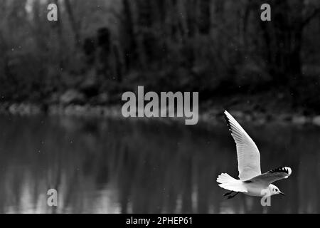 Le mouette vole à travers la photo lors d'une soirée d'hiver avec une chute de neige légère en bas à droite en noir et blanc Banque D'Images