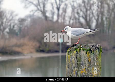 Mouette debout sur mât en bois en hiver légère neige Banque D'Images