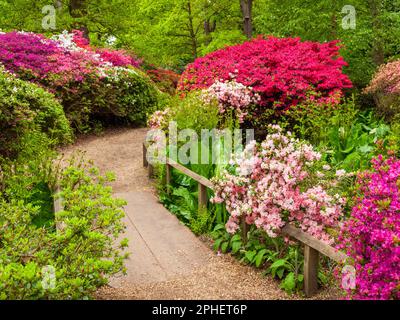 Chemin de bois sur pont en bois dans Isabella Plantation avec rhododendrons et azalées fleuries, Richmond Park, Londres, Royaume-Uni Banque D'Images