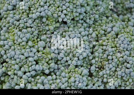 Gros plan sur le brocoli frais. Photo macro-brocoli Banque D'Images