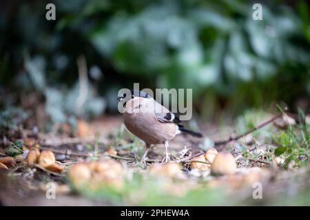 Femelle de Bullfinch eurasien (Pyrrhula pyrrhula) au sol sous une haie - Yorkshire, Royaume-Uni (mars 2023) Banque D'Images