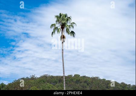 Un palmier isolé contre un ciel bleu laiteux et une colline boisée à Bobbin Head dans le parc national de Kaurant-Gai Chase, Nouvelle-Galles du Sud, Australie où T Banque D'Images