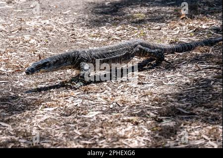 Un iguana se promène parmi les amateurs de pique-nique à Bobbin Head, dans le parc national de Kurant-Gai Chase, en Nouvelle-Galles du Sud, en Australie, où coule la rivière Hawkesbury Banque D'Images