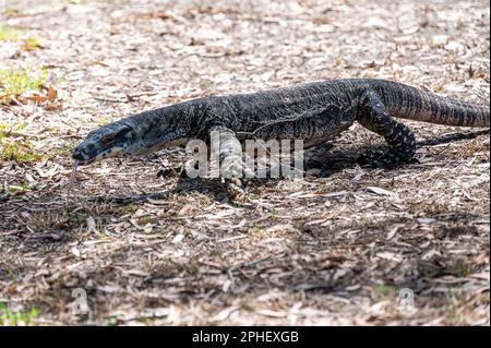 Un iguana se promène parmi les amateurs de pique-nique à Bobbin Head, dans le parc national de Kurant-Gai Chase, en Nouvelle-Galles du Sud, en Australie, où coule la rivière Hawkesbury Banque D'Images