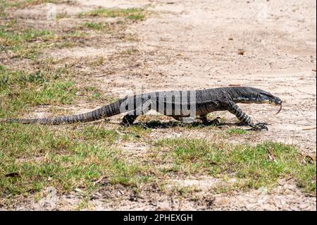 Un iguana se promène parmi les amateurs de pique-nique à Bobbin Head, dans le parc national de Kurant-Gai Chase, en Nouvelle-Galles du Sud, en Australie, où coule la rivière Hawkesbury Banque D'Images