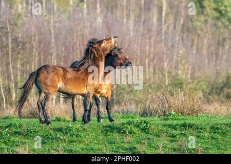 Deux des poneys d'Exmoor brun sauvage, contre un fond de forêt et de roseau. Piquer, élever et frapper. couleurs d'automne en hiver. Pays-Bas Banque D'Images