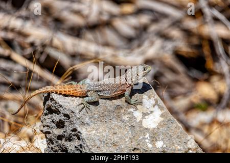 Oplurus cyclurus, également connu sous le nom de Madagascar SWIFT et de Madagascar SWIFT de Merrem, est une espèce de lézard de la famille des Opluridae. Tsimanamp Banque D'Images