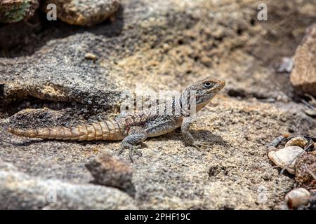 Oplurus cyclurus, également connu sous le nom de Madagascar SWIFT et de Madagascar SWIFT de Merrem, est une espèce de lézard de la famille des Opluridae. Andringi Banque D'Images