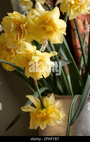 Jonquilles en fleurs dans le seau en fer, collection vintage STILL Life, design d'intérieur art Banque D'Images