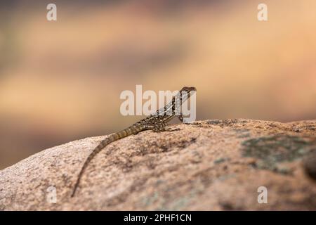 Oplurus quadrimaculatus, le Madagascar Swift de Dumeril ou l'iguane à queue épineuse de Madagascar, lézard terrestre endémique de la famille des Opluridae. Et Banque D'Images