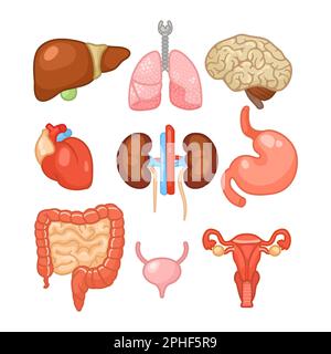 Différents organes de l'ensemble des illustrations vectorielles du corps féminin Illustration de Vecteur
