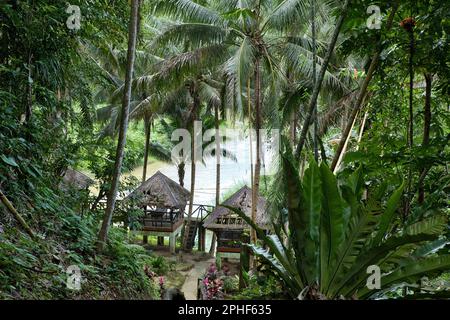 Deux huttes en bois avec des toits de chaume au milieu d'une forêt dense à Bohol aux Philippines, en arrière-plan une rivière. Banque D'Images