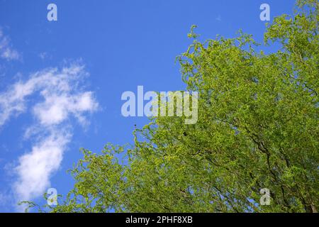 Saule de tire-bouchon, Salix Matsudana tortuosa, contre un ciel bleu au début du printemps, Szigethalom, Hongrie Banque D'Images