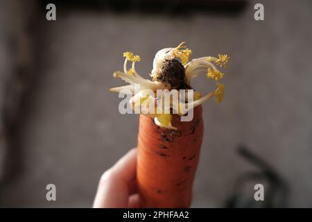 La couleur jaune est causée par le manque de photosynthèse et de troubles métaboliques, parce que les légumes étaient stockés dans une boîte fermée. Banque D'Images