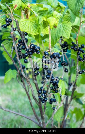 Le cassis frais pousse sur une brousse dans le jardin, un bouquet pendre. Banque D'Images