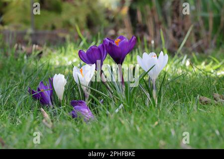 Gros plan de plusieurs beaux crocus de printemps violets, rayés et blancs dans une pelouse Banque D'Images