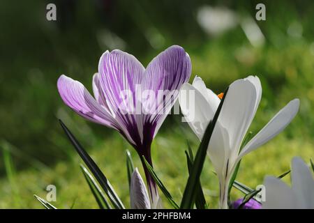 Gros plan de crocus de printemps blanc et violet à rayures sur une pelouse ensoleillée Banque D'Images