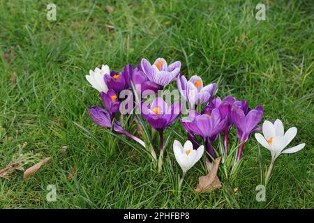 Gros plan de plusieurs beaux crocus de printemps violets, rayés et blancs dans une pelouse Banque D'Images