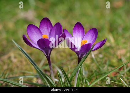 Gros plan de deux beaux crocus tommasinianus violets Banque D'Images
