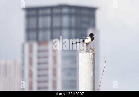 Manchester, Royaume-Uni. 26th mars 2023. Pomona Island, Trafford, Grand Manchester. Autrefois un pays de quai animé et maintenant un parc urbain serein, le gaspillage.il est le foyer de divers oiseaux, y compris des Kestrels et de la sauvagine, et la vie de la plantlife variée. Pomona à cheval sur Salford, Old Trafford et le centre-ville de Manchester. Une autre campagne et un ancien site de jardins Pomona le site doit être développé par la société Peel Group Peel L&P. Photo : garyroberts/worldwidefeatures. Credit: GaryRobertschography/Alamy Live News Banque D'Images