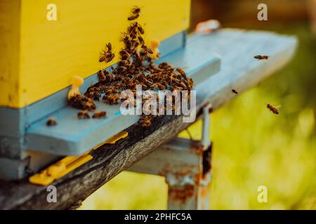Photo en gros plan des abeilles planant autour de la ruche transportant du pollen Banque D'Images